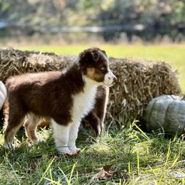 Violet - Red tri-color Australian Shepherd puppy in Hillview, Illinois from Malin Family Aussies