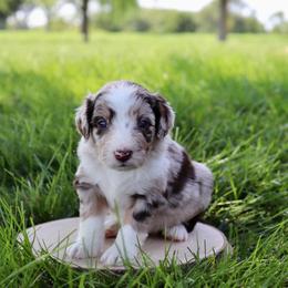 Daisy - Red merle female Aussiedoodle puppy in Decatur, Illinois from Signature Doodles