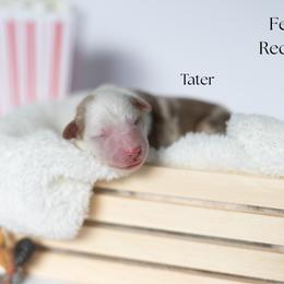 Tater - Red merle female Miniature Australian Shepherd puppy in Wooster, Ohio from Kari's Mini Aussies