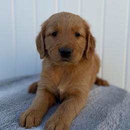 Orange Boy - Dark golden male Golden Retriever puppy in Utah from Deseret Peak Goldens