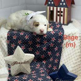 Sage - Cream male Australian Labradoodle puppy in Citrus Heights, California from Elite Blend Labradoodles