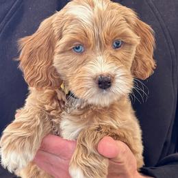 Boy 4 - male Australian Labradoodle puppy in Bend, Oregon from High Desert Labradoodles