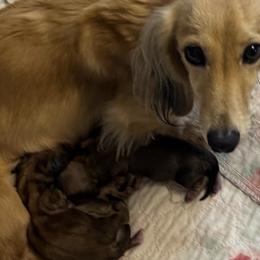 Dachshund Puppies from Channelledox