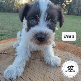 Miniature Schnauzer Puppies from Little Schnauzer Paws
