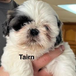 Hermes - Blue and white male Shih Tzu puppy in Bloomfield, Indiana from Meihem Pups