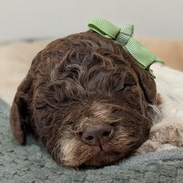Nova - Brown female Lagotto Romagnolo puppy in West Jordan, Utah from Salt Lake Lagotto