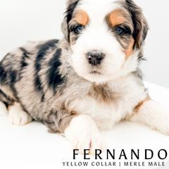 Fernando - male Australian Mountain Doodle puppy in Tipton, Indiana from Country Creek Doodles