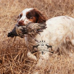 Zipper - English Cocker Spaniel