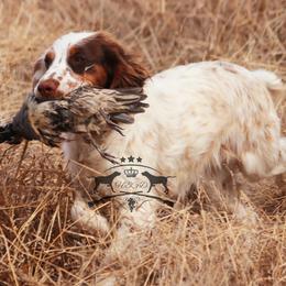 Zipper - English Cocker Spaniel