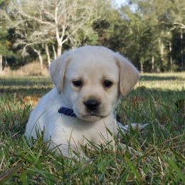 Dark Blue - Yellow male Labrador Retriever puppy in Husser, Louisiana from Kristen