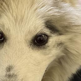 Siberian Huskies from Leanna Bartrum