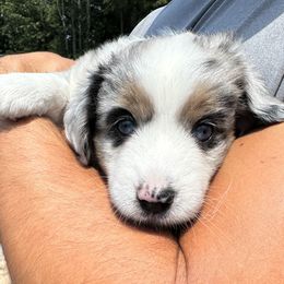 Girl 1 - Blue merle female Miniature Australian Shepherd puppy in Norwood, Massachusetts from Loyal Litters Toy Australian Shepherds