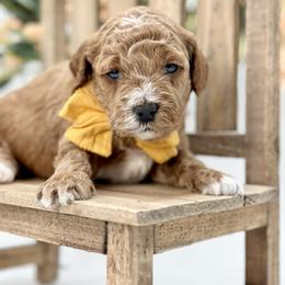 Beau - Apricot male Goldendoodle puppy in Queen Creek, Arizona from Goldendoodle AZ