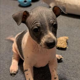 Gravy - White and black female American Hairless Terrier puppy in Phoenix, Arizona from Bare Valley