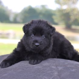 Black Collar boy - Black male German Shepherd puppy in Elkmont, Alabama from Oakmont Shepherds
