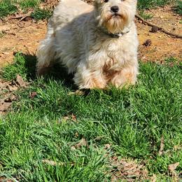 Bailey - Miniature Schnauzer