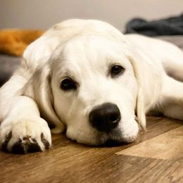 Golden Retriever Puppies from Sleepy Morning Goldens