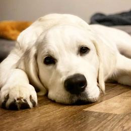 Golden Retriever Puppies from Sleepy Morning Goldens