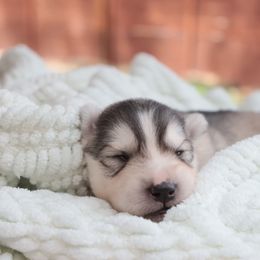 Male 2 - Sable and white male Siberian Husky puppy in Bly, Oregon from Hill Top Huskies