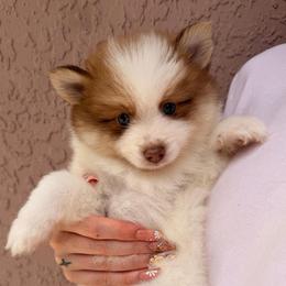Simon - Red and white male Pomsky puppy in Spring Hill, Florida from Besties Paw Life