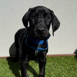 Benny - Black and rust male Doberman Pinscher puppy in Brookfield, Wisconsin from Haus of Hound