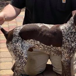 German Shorthaired Pointers from Turkey Creek Farm and Kennel