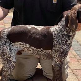 German Shorthaired Pointers from Turkey Creek Farm and Kennel