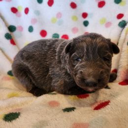 Glinda - Blue female German Shepherd puppy in Los Lunas, New Mexico from Mali's German Shepherds