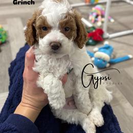 Bernedoodle, Cavalier King Charles Spaniel, Cavapoo, Goldendoodle, and Poodle Puppies from Gypsi Doodles & Poodles LLC.