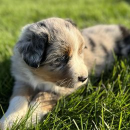 Australian Shepherd Puppies from White Silo Aussies