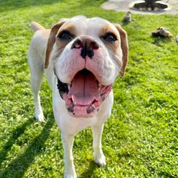 Boxer All Grown Up from Dudley’s Dream Boxers