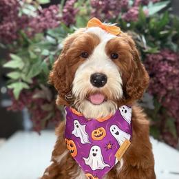 Autumn - Red  female Goldendoodle puppy in Yuciapa, California from AlltheDoodlez_