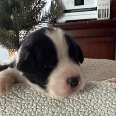 Green - Black and white male Saint Berdoodle puppy in Walbridge, Ohio from Jeff's St Berdoodles