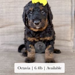 Octavia - Tri-color female Bernedoodle puppy in Comanche, Texas from Central Texas Doodles, LLC.