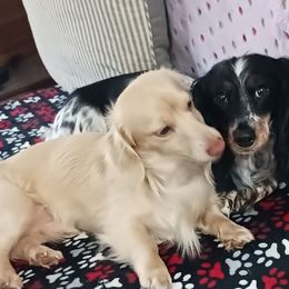 Dachshunds from With Love From Maggie