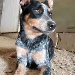Australian Cattle Dogs from KT Ranch ACDs