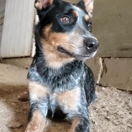 Australian Cattle Dogs from KT Ranch ACDs