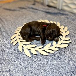 Griffon - Brown and white male Portuguese Water Dog puppy in Colorado Springs, Colorado from Melissa's Portuguese Water Dogs
