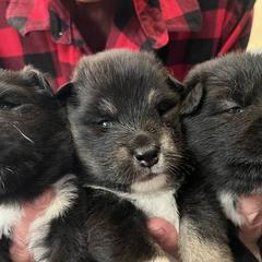 Finnish Lapphund puppies from Lighthouse Lapphunds and Leos by the Sea