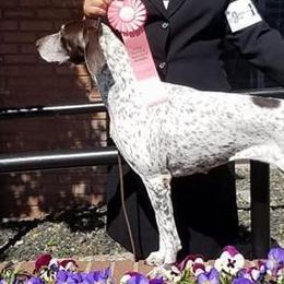 German Shorthaired Pointers from Sirius Shorthairs