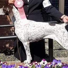 German Shorthaired Pointers from Sirius Shorthairs