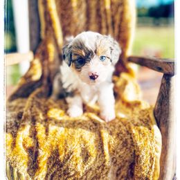 Little Bit - Blue merle male Aussiedoodle puppy in Louisville, Mississippi from Kristy’s Kennels