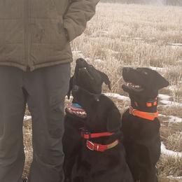 Labrador Retrievers from Oakley's Mountain View Kennel