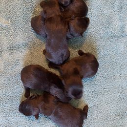 Scottish Terrier Puppies from Sandhills Edge Equine Massage and Scottish Terriers