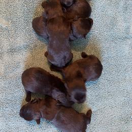 Scottish Terrier Puppies from Sandhills Edge Equine Massage and Scottish Terriers