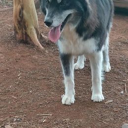 Mya - Siberian Husky