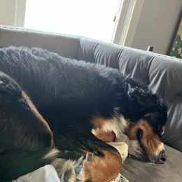 Bernese Mountain Dog and Pembroke Welsh Corgi All Grown Up from Concerto Corgis