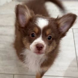 Harley - Red tri female Miniature Australian Shepherd puppy in Fort Myers, Florida from Gilmore Aussie Posse of Florida Pure-bred Miniature Australian Shepherds