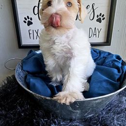 Peace - Parti male Miniature Schnauzer puppy in Crosby, Texas from Raisin' the Woof Schnauzers