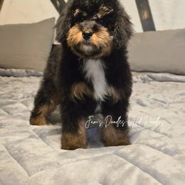 Aussiedoodle, Bernedoodle, Cockapoo, Miniature Australian Shepherd, Poodle, and Sheepadoodle Puppies from Jam's Doodles And Poodles